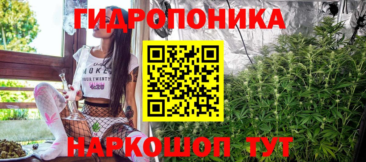 Каннабис сатива Кувандык